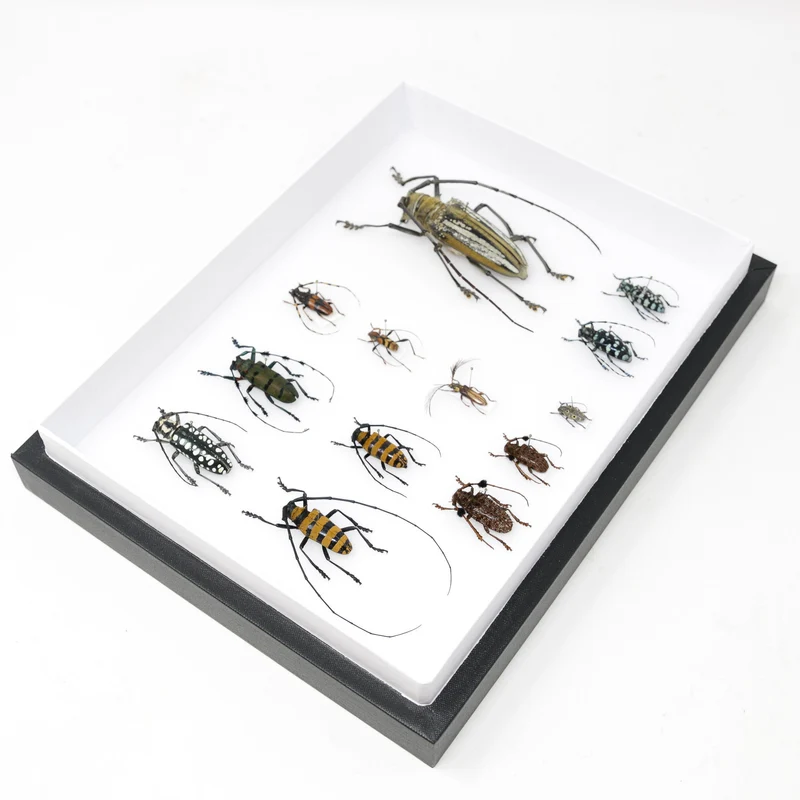 Very Fine Quality Pinned Insect Collection with Scientific Data | A1 Mounted Beetle Specimens in a Museum Entomology Box Frame | 12x9x2 inch