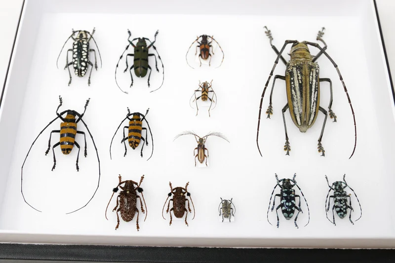Very Fine Quality Pinned Insect Collection with Scientific Data | A1 Mounted Beetle Specimens in a Museum Entomology Box Frame | 12x9x2 inch