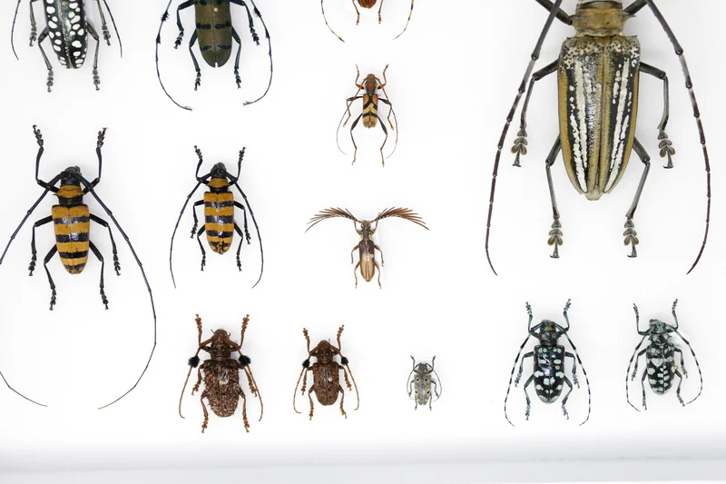 Very Fine Quality Pinned Insect Collection with Scientific Data | A1 Mounted Beetle Specimens in a Museum Entomology Box Frame | 12x9x2 inch