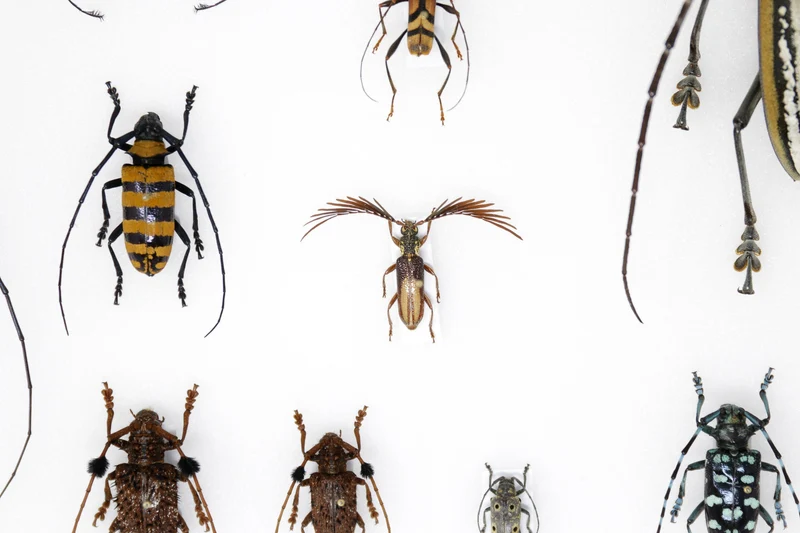 Very Fine Quality Pinned Insect Collection with Scientific Data | A1 Mounted Beetle Specimens in a Museum Entomology Box Frame | 12x9x2 inch