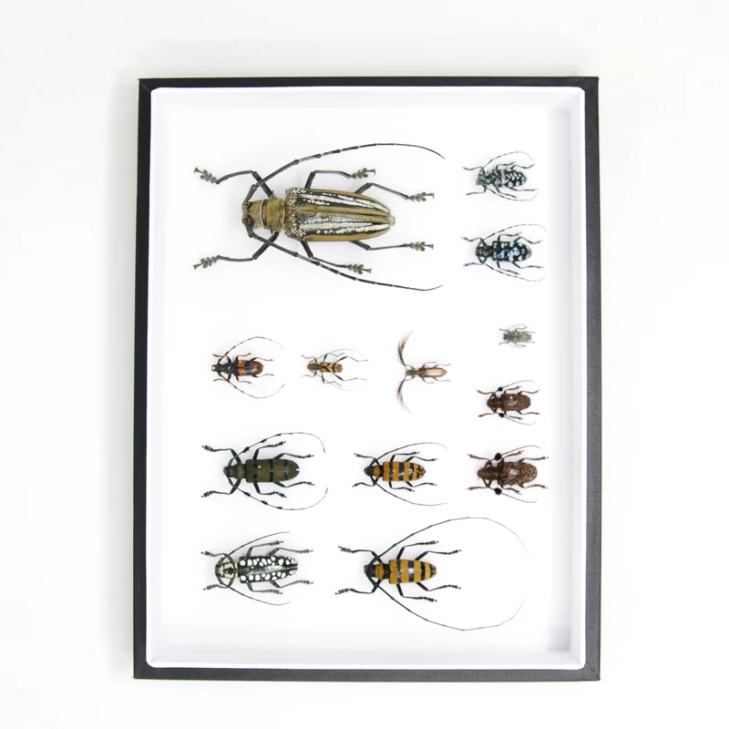 Very Fine Quality Pinned Insect Collection with Scientific Data | A1 Mounted Beetle Specimens in a Museum Entomology Box Frame | 12x9x2 inch