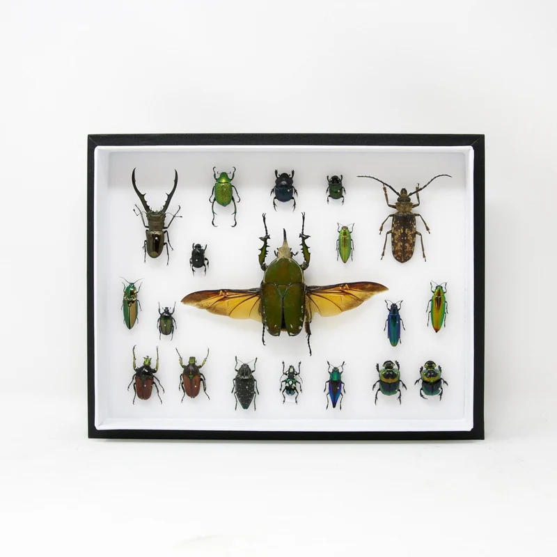 Very Fine Quality Pinned Insect Collection with Scientific Data | A1 Mounted Beetle Specimens in a Museum Entomology Box Frame | 12x9x2 inch