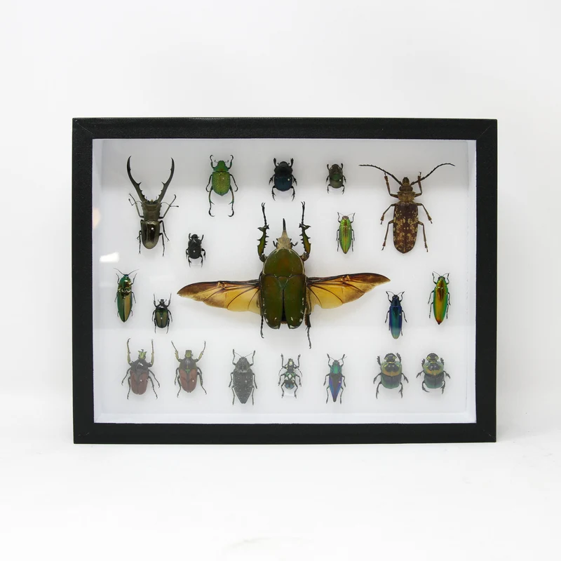 Very Fine Quality Pinned Insect Collection with Scientific Data | A1 Mounted Beetle Specimens in a Museum Entomology Box Frame | 12x9x2 inch