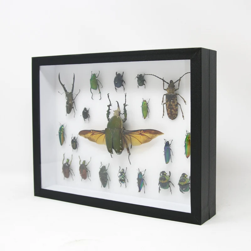 Very Fine Quality Pinned Insect Collection with Scientific Data | A1 Mounted Beetle Specimens in a Museum Entomology Box Frame | 12x9x2 inch
