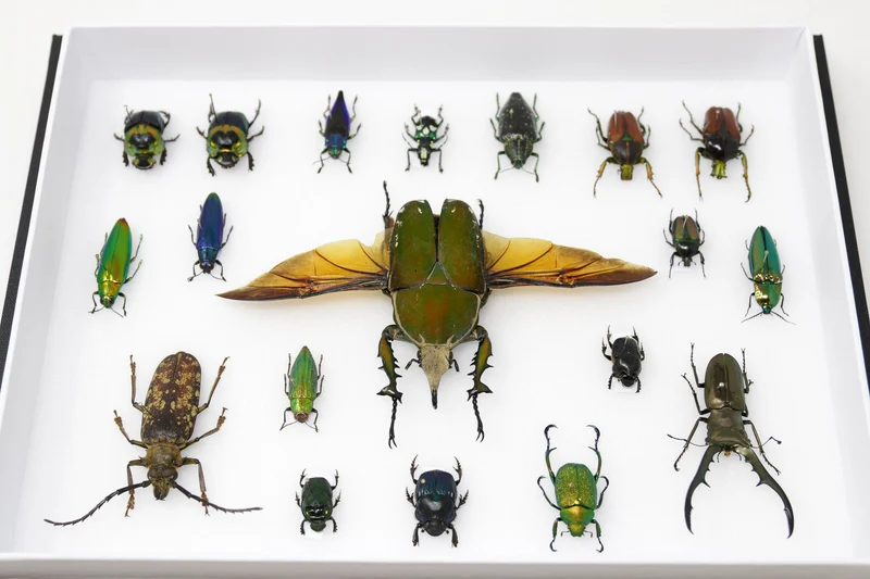 Very Fine Quality Pinned Insect Collection with Scientific Data | A1 Mounted Beetle Specimens in a Museum Entomology Box Frame | 12x9x2 inch