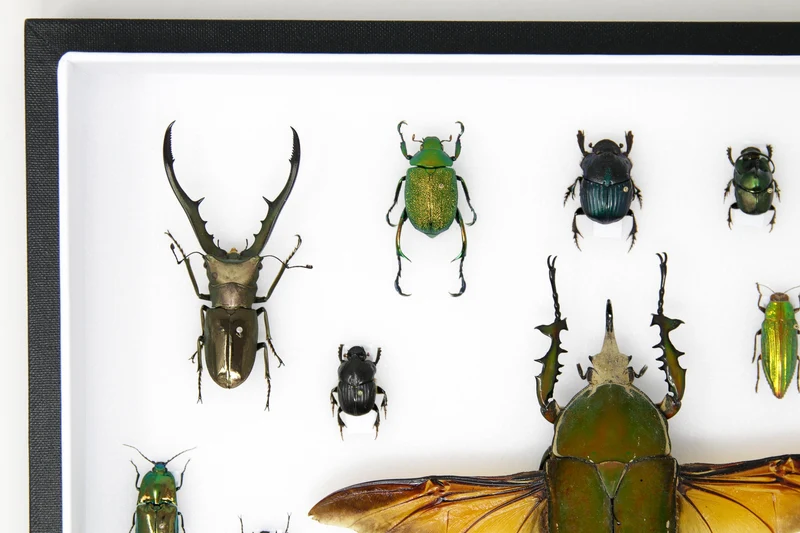 Very Fine Quality Pinned Insect Collection with Scientific Data | A1 Mounted Beetle Specimens in a Museum Entomology Box Frame | 12x9x2 inch