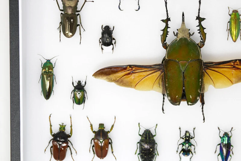 Very Fine Quality Pinned Insect Collection with Scientific Data | A1 Mounted Beetle Specimens in a Museum Entomology Box Frame | 12x9x2 inch