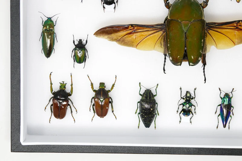 Very Fine Quality Pinned Insect Collection with Scientific Data | A1 Mounted Beetle Specimens in a Museum Entomology Box Frame | 12x9x2 inch