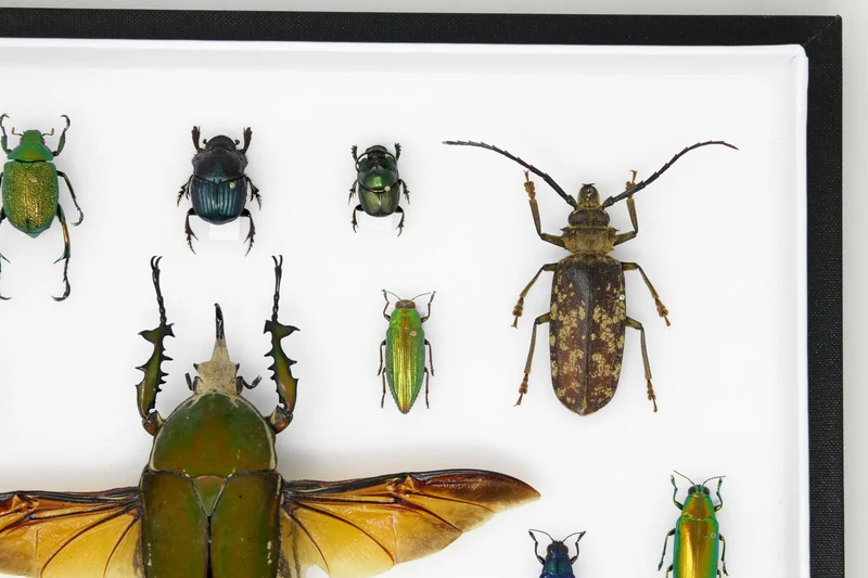 Very Fine Quality Pinned Insect Collection with Scientific Data | A1 Mounted Beetle Specimens in a Museum Entomology Box Frame | 12x9x2 inch