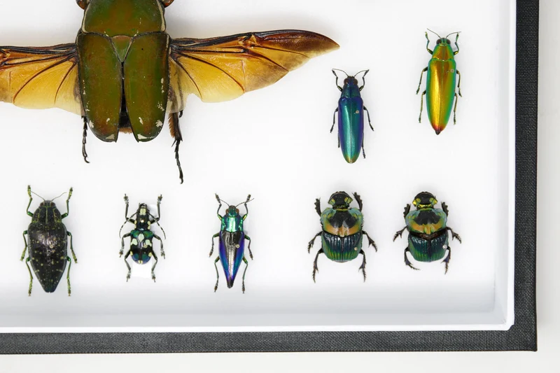Very Fine Quality Pinned Insect Collection with Scientific Data | A1 Mounted Beetle Specimens in a Museum Entomology Box Frame | 12x9x2 inch
