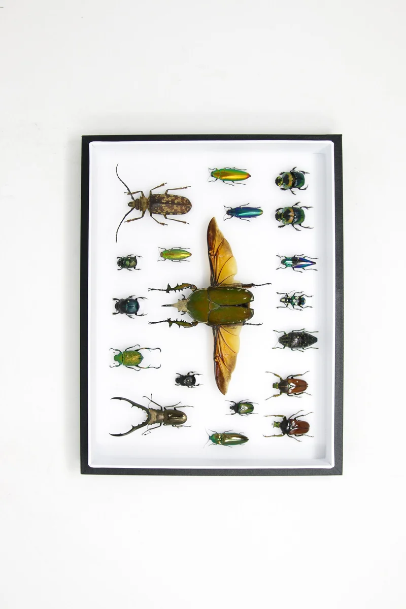 Very Fine Quality Pinned Insect Collection with Scientific Data | A1 Mounted Beetle Specimens in a Museum Entomology Box Frame | 12x9x2 inch