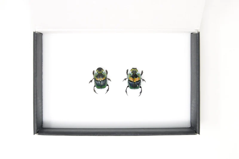 Pair Rainbow Horned Dung Beetles | Phanaeus imperator | Pinned Scarab Beetles inc Collection Data, Presented in a Gift Box