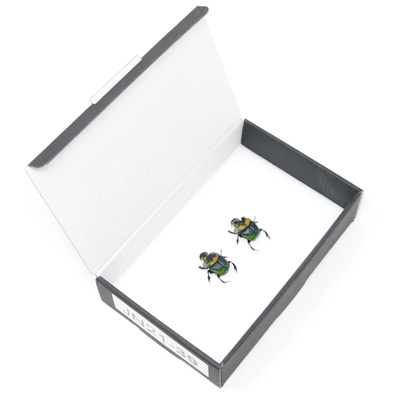 Pair Rainbow Horned Dung Beetles | Phanaeus imperator | Pinned Scarab Beetles inc Collection Data, Presented in a Gift Box