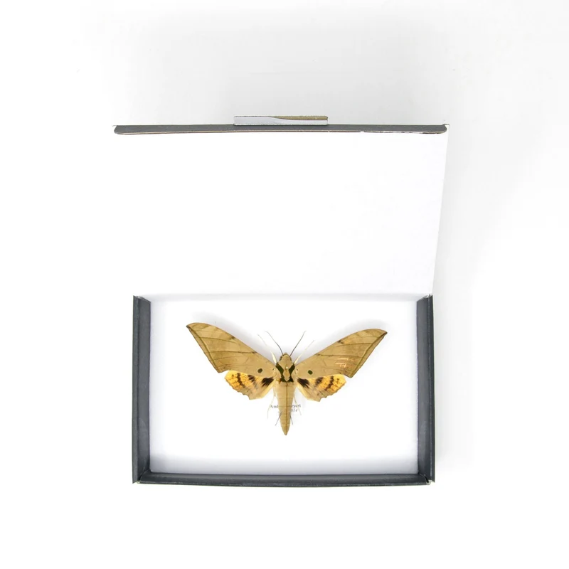 Sabah Sphinx Hawkmoth | Ambulyx pryeri | Pinned Lepidoptera with Scientific Collection Data A1-