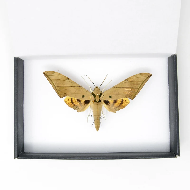 Sabah Sphinx Hawkmoth | Ambulyx pryeri | Pinned Lepidoptera with Scientific Collection Data A1-