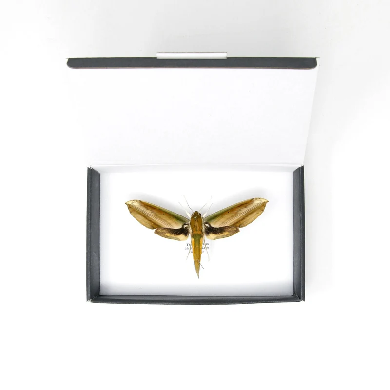 The Yam Hawkmoth | Theretra nessus | Pinned Lepidoptera with Scientific Collection Data A1