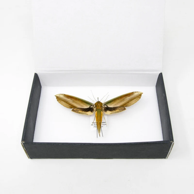 The Yam Hawkmoth | Theretra nessus | Pinned Lepidoptera with Scientific Collection Data A1