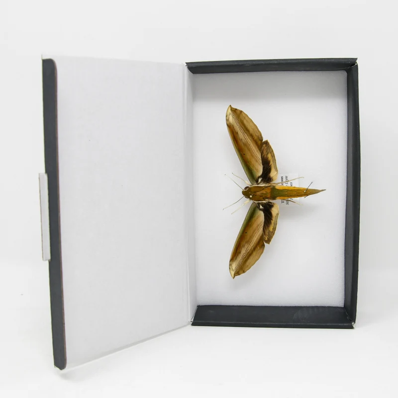 The Yam Hawkmoth | Theretra nessus | Pinned Lepidoptera with Scientific Collection Data A1