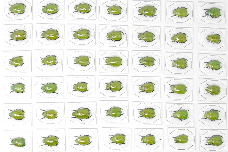 Apple Green Scarab Beetles (Anomala dimidiata) A1 Unmounted Specimens