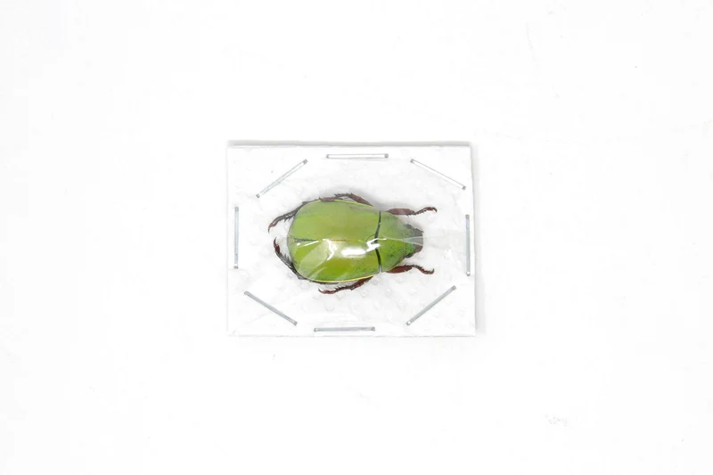 Apple Green Scarab Beetles (Anomala dimidiata) A1 Unmounted Specimens
