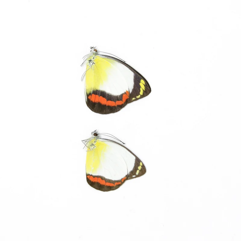 Sexed Pair of Delias mysis lara, A1 Dry-Preserved Lepidoptera Butterflies Specimens, Entomology Dried Butterfly Taxidermy