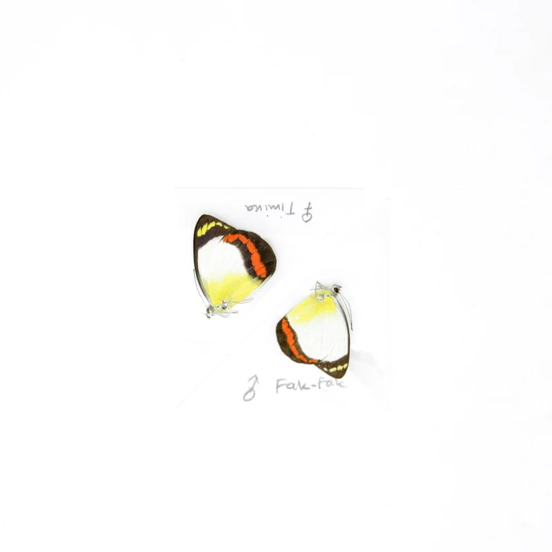 Sexed Pair of Delias mysis lara, A1 Dry-Preserved Lepidoptera Butterflies Specimens, Entomology Dried Butterfly Taxidermy