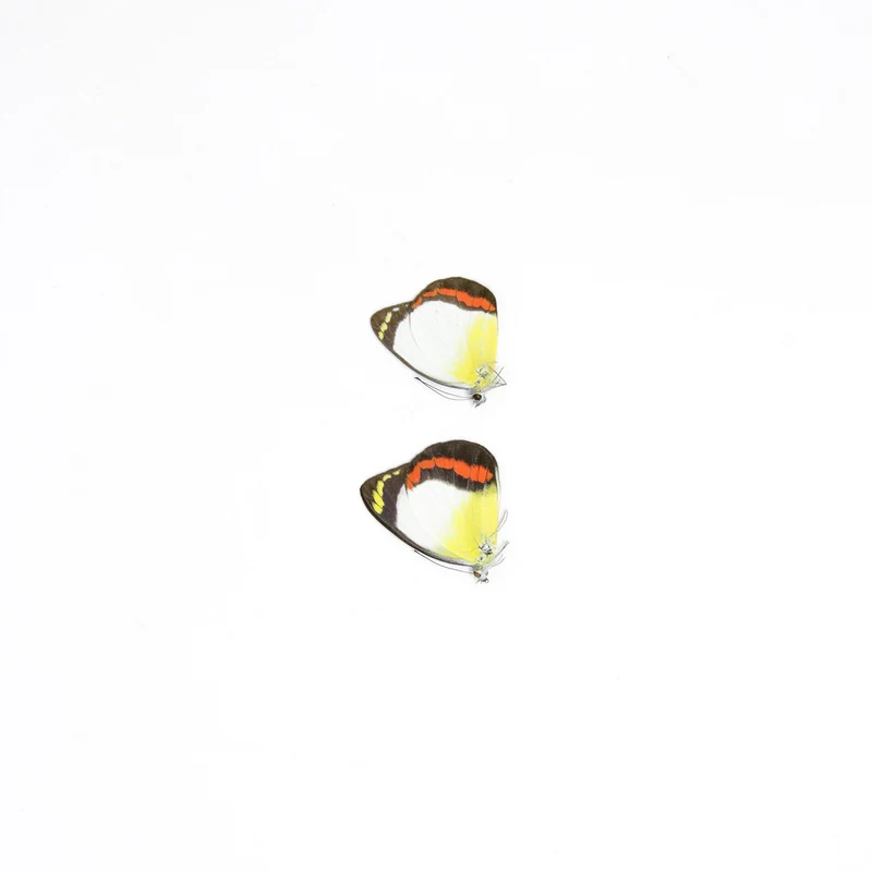 Sexed Pair of Delias mysis lara, A1 Dry-Preserved Lepidoptera Butterflies Specimens, Entomology Dried Butterfly Taxidermy