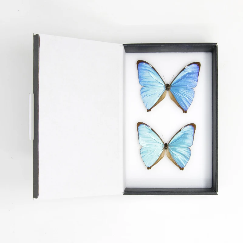 TWO (2) The Aega Morpho Butterflies (Morpho aega) A1- Quality SET SPECIMENS, Lepidoptera Entomology Box #SE46