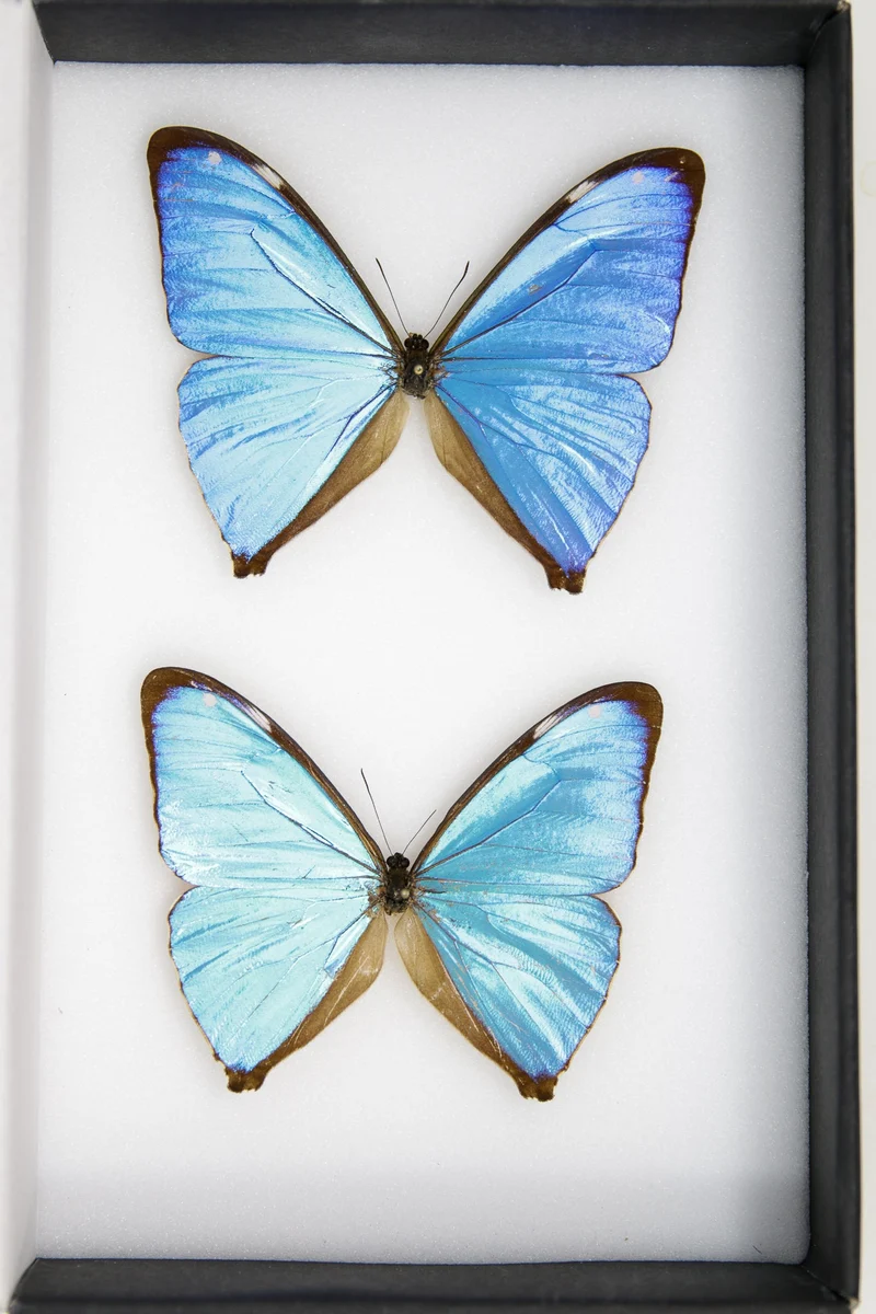 TWO (2) The Aega Morpho Butterflies (Morpho aega) A1- Quality SET SPECIMENS, Lepidoptera Entomology Box #SE46