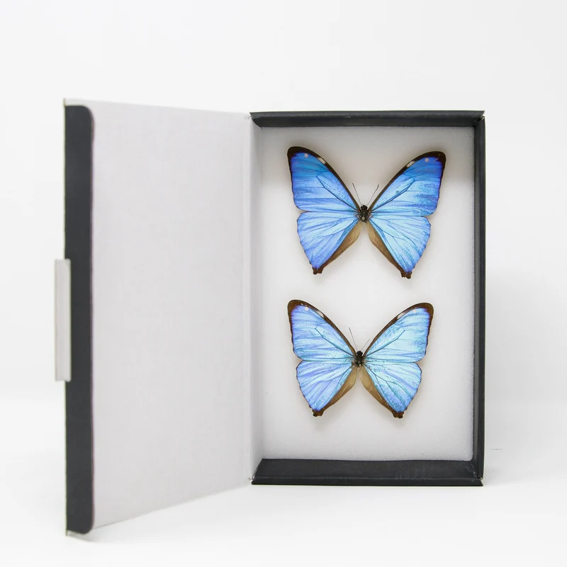 TWO (2) The Aega Morpho Butterflies (Morpho aega) A1- Quality SET SPECIMENS, Lepidoptera Entomology Box #SE46