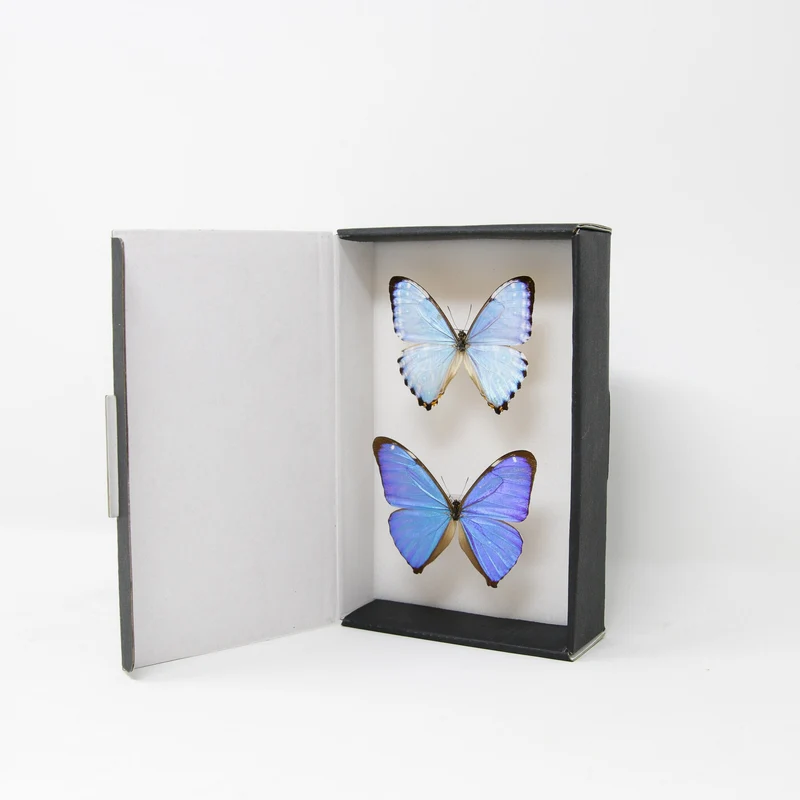 TWO (2) Blue Morpho Butterflies (Morpho aega / M. portis) A1- Quality SET SPECIMENS, Lepidoptera Entomology Box #SE39