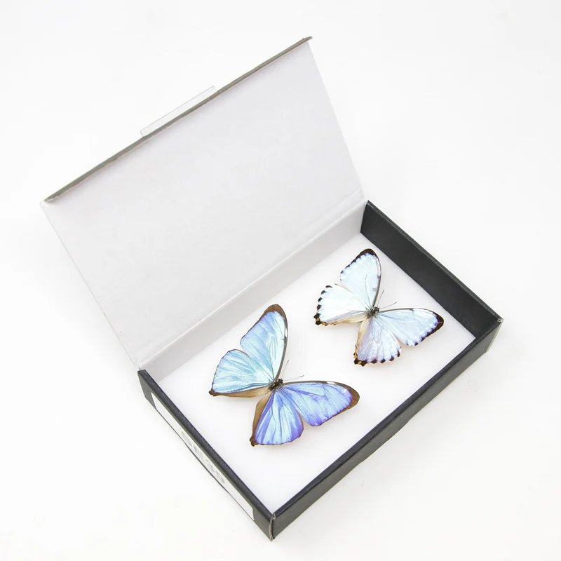 TWO (2) Blue Morpho Butterflies (Morpho aega / M. portis) A1- Quality SET SPECIMENS, Lepidoptera Entomology Box #SE39