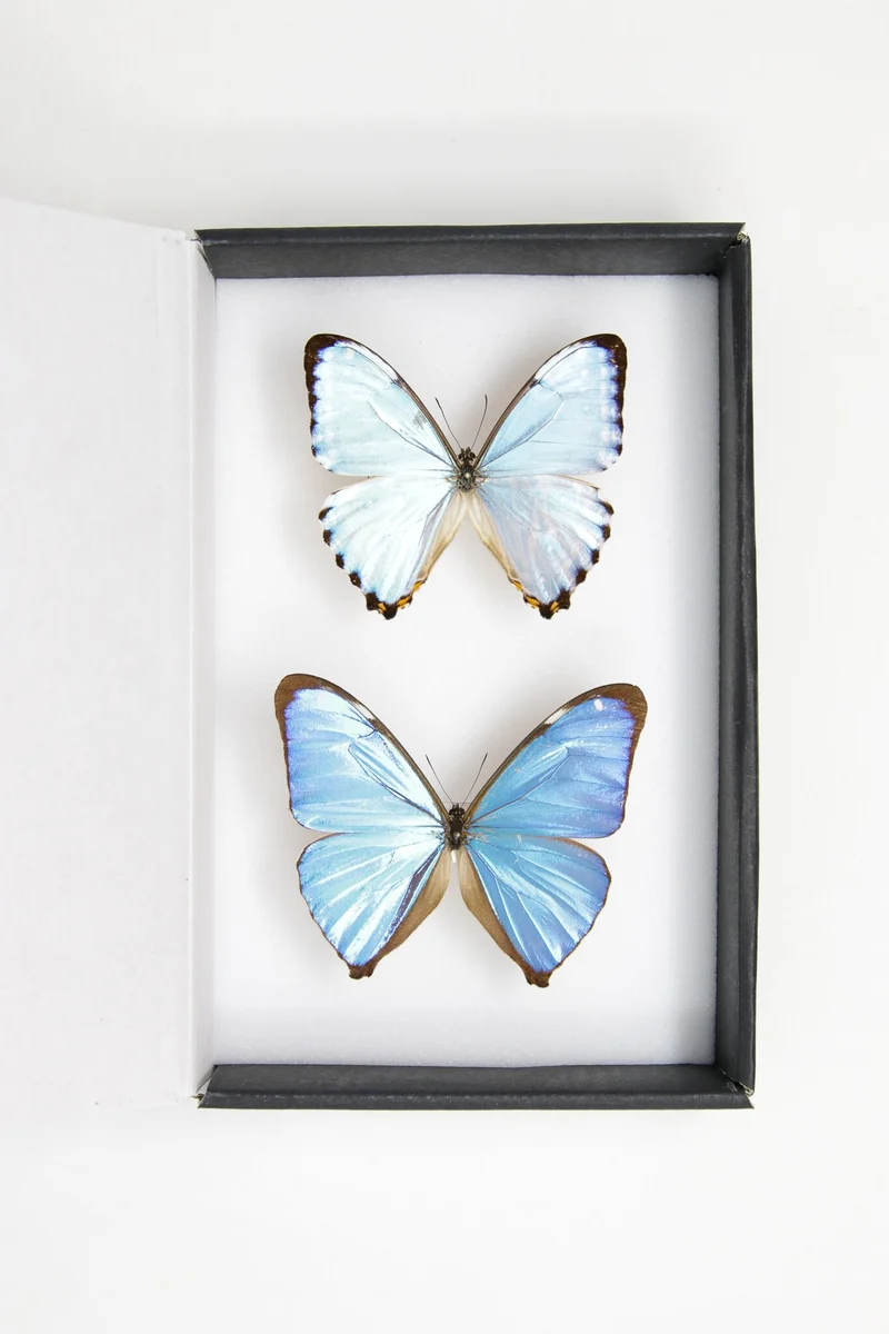 TWO (2) Blue Morpho Butterflies (Morpho aega / M. portis) A1- Quality SET SPECIMENS, Lepidoptera Entomology Box #SE39