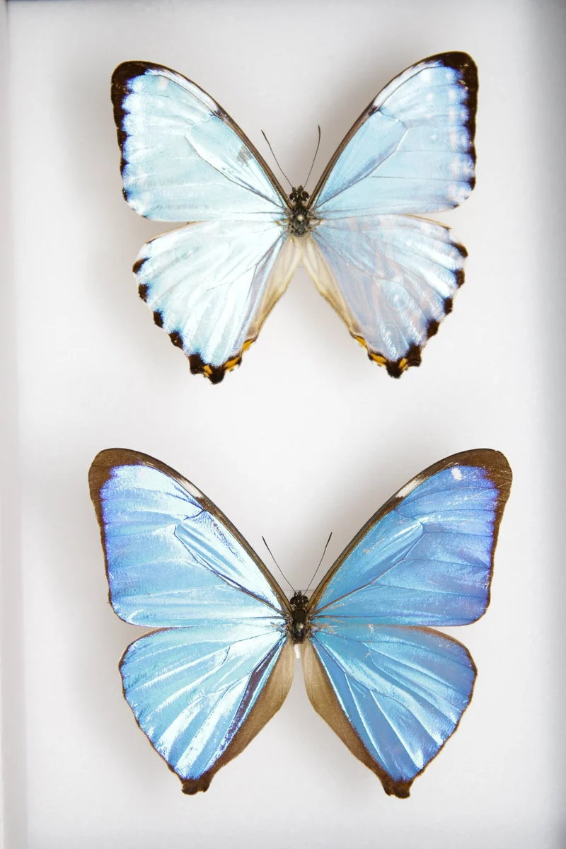 TWO (2) Blue Morpho Butterflies (Morpho aega / M. portis) A1- Quality SET SPECIMENS, Lepidoptera Entomology Box #SE39