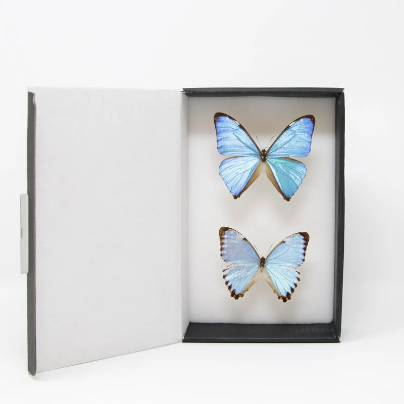 TWO (2) Blue Morpho Butterflies (Morpho aega / M. portis) A1- Quality SET SPECIMENS, Lepidoptera Entomology Box #SE38