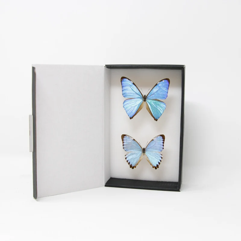 TWO (2) Blue Morpho Butterflies (Morpho aega / M. portis) A1- Quality SET SPECIMENS, Lepidoptera Entomology Box #SE38