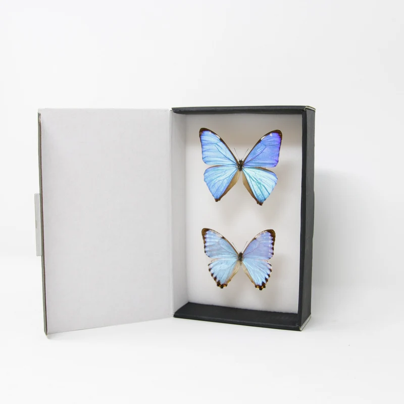 TWO (2) Blue Morpho Butterflies (Morpho aega / M. portis) A1- Quality SET SPECIMENS, Lepidoptera Entomology Box #SE38