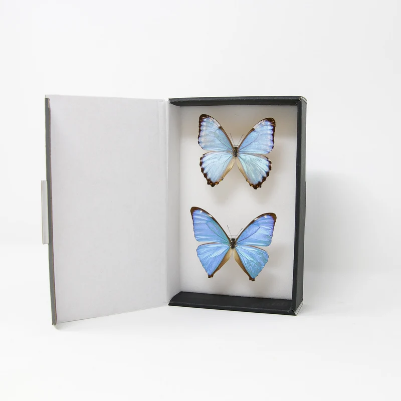 TWO (2) Blue Morpho Butterflies (Morpho aega / M. portis) A1- Quality SET SPECIMENS, Lepidoptera Entomology Box #SE37