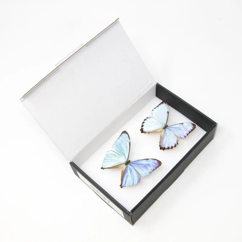 TWO (2) Blue Morpho Butterflies (Morpho aega / M. portis) A1- Quality SET SPECIMENS, Lepidoptera Entomology Box #SE37