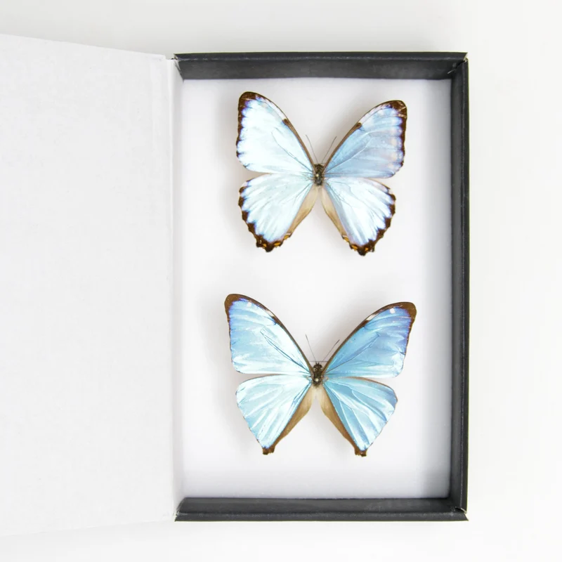 TWO (2) Blue Morpho Butterflies (Morpho aega / M. portis) A1- Quality SET SPECIMENS, Lepidoptera Entomology Box #SE37