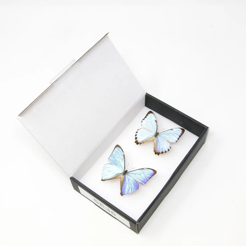 TWO (2) Blue Morpho Butterflies (Morpho aega / M. portis) A1- Quality SET SPECIMENS, Lepidoptera Entomology Box #SE36
