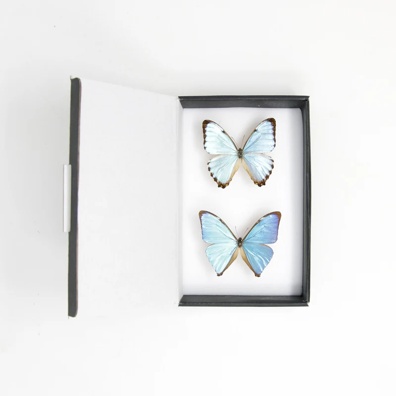 TWO (2) Blue Morpho Butterflies (Morpho aega / M. portis) A1- Quality SET SPECIMENS, Lepidoptera Entomology Box #SE36
