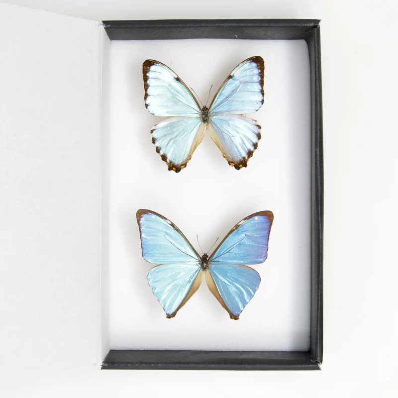 TWO (2) Blue Morpho Butterflies (Morpho aega / M. portis) A1- Quality SET SPECIMENS, Lepidoptera Entomology Box #SE36