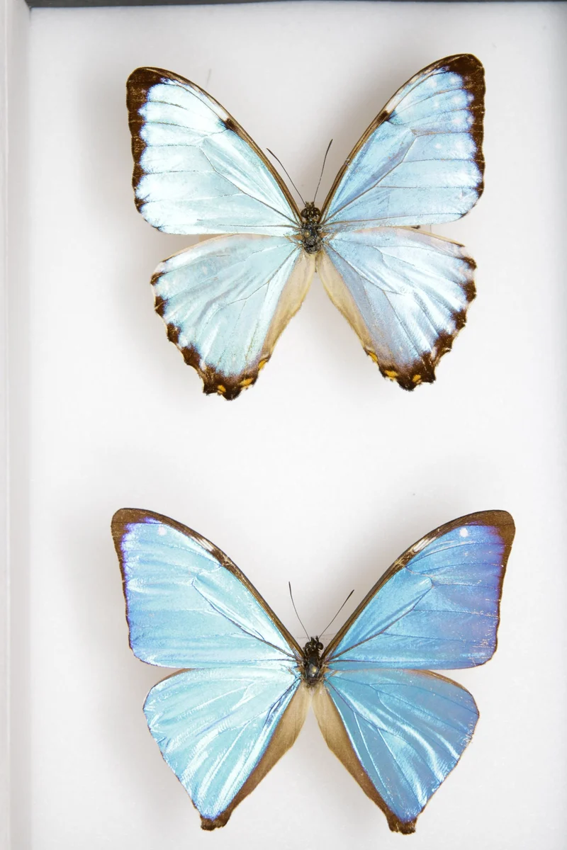 TWO (2) Blue Morpho Butterflies (Morpho aega / M. portis) A1- Quality SET SPECIMENS, Lepidoptera Entomology Box #SE36