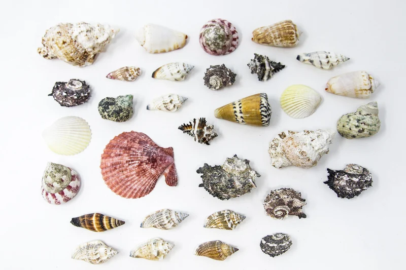 Tropical Sea Shells Collection, Ideal for Collecting, Arts & Crafts, Still Life Drawing, Photography