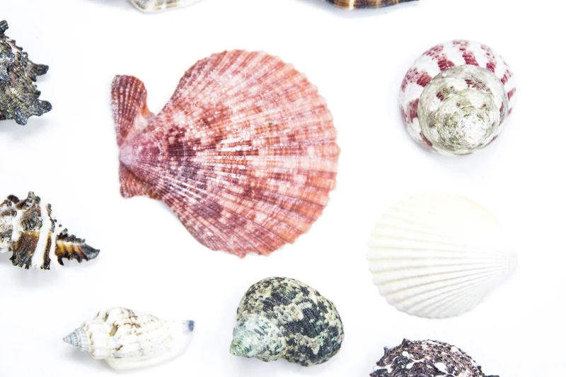 Tropical Sea Shells Collection, Ideal for Collecting, Arts & Crafts, Still Life Drawing, Photography