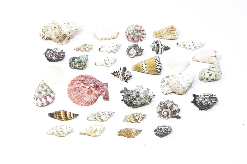 Tropical Sea Shells Collection, Ideal for Collecting, Arts & Crafts, Still Life Drawing, Photography