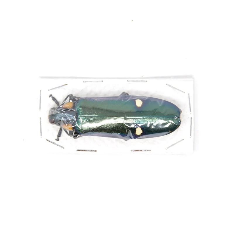 Giant Jewel Beetles (Megaloxantha bicolor) A1 Unmounted Specimens
