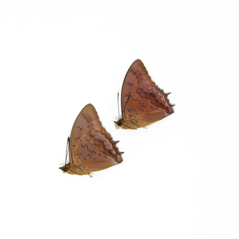 TWO (2) The Violet-Washed Charaxes (Charaxes iucretius intermedius) Dry-Preserved Specimens, Entomology Taxidermy Lepidoptera Butterflies