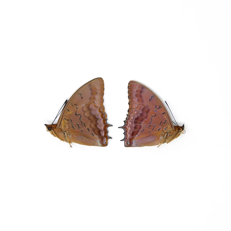 TWO (2) The Violet-Washed Charaxes (Charaxes iucretius intermedius) Dry-Preserved Specimens, Entomology Taxidermy Lepidoptera Butterflies